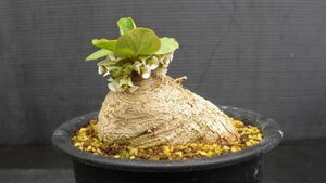 多肉植物　ユーフォルビア　プリムリフォリア　地むぐり花キリン　巨大塊根　3