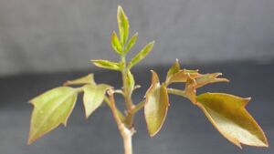 多肉植物　キフォステンマ　エレファントプス　珍しい実生苗　稀少種