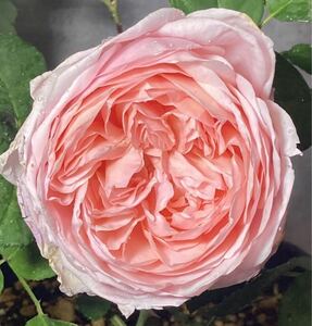 アンブリッジローズ　④　薔薇　挿木苗　バラ苗　花