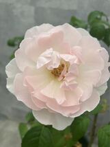 シャリファアスマ　②　薔薇　挿木苗　バラ苗　花_画像1