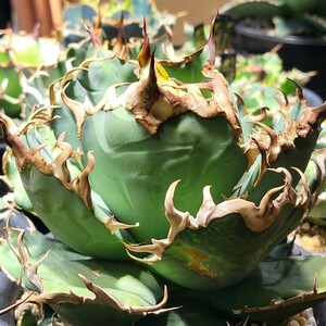 ① Agave titanota Caesar OC株 凱撤 カエサル アガベ チタノタ シーザー 子株