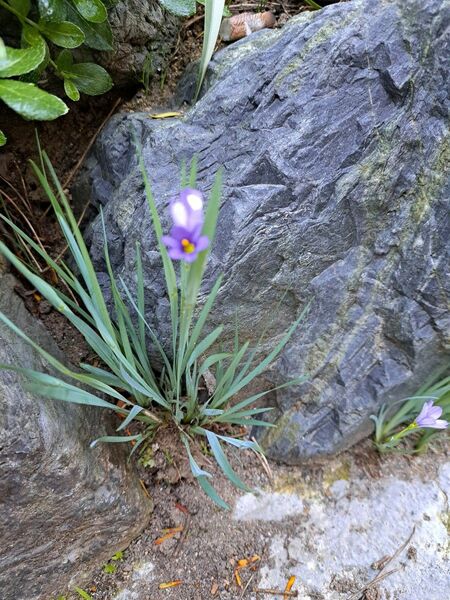 花苗 Sisyrinchium bermudiana 抜き苗 1株