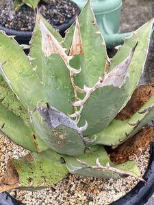  agave or is kao terrorism i special large stock oaxaca oteroi width approximately 40cm departure root ending ( south Africa diamond agave chitanota) 10 jpy start 