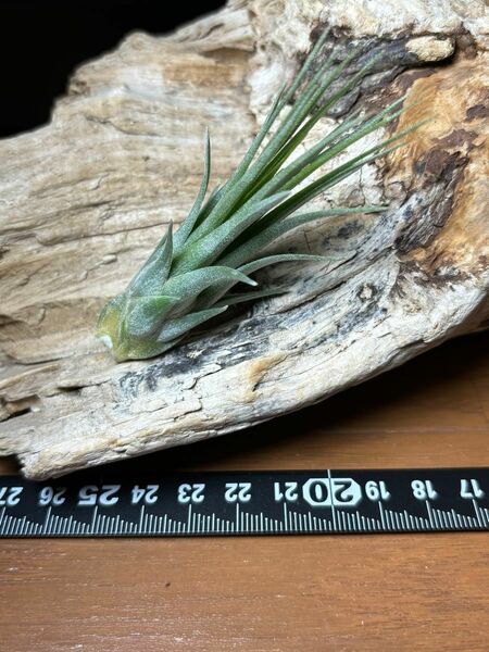 Tillandsia "Warren"(T.funckiana x T.brachycaulos)