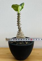 パキポディウムウィンゾリー　 Pachypodium windsorii コーデックス　塊根植物_画像3