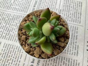 ★多肉植物★ バティック エケベリア カット苗 寄せ植え等に