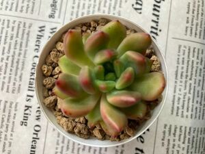 ★多肉植物★ バティック エケベリア カット苗 寄せ植え等に