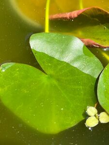 睡蓮 2株 水生植物