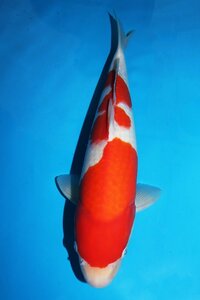 【魚酔#0326】大日養鯉場トヨタ店産 紅白 2022年産 38cm