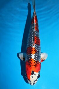 [ fish .#0325]*** small west . common carp place production black ..2022 year production 33cm
