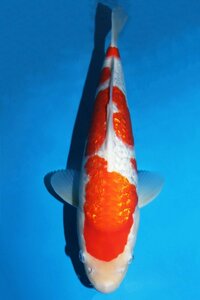 [ fish .#0328]*** silver blow .& white ground. goodness . eminent.! Okayama peach Taro common carp production silver .. white 2022 year production 39cm