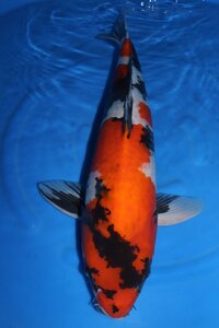 【魚酔#0352】銘血オスシリーズ！ 大日養鯉場産 昭和三色 2021年産 61cm オス