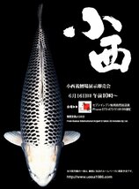 【魚酔#0314】岡山桃太郎鯉産 銀鱗紅白 2022年生 42cm_画像5