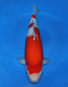 【魚酔#0355】大日養鯉場産 紅白 2022年産 43cm メス