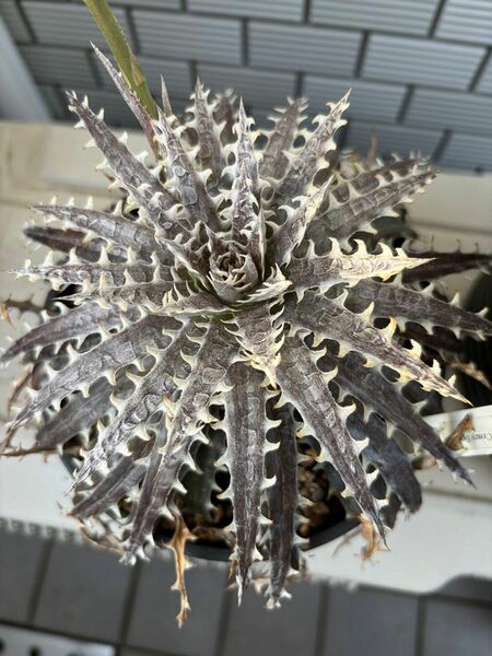 新鮮種子Dyckia ディッキア　交配