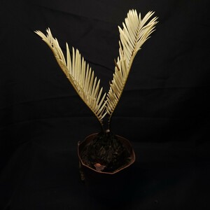 0521-59-. entering cycad / yellow ..... rhinoceros rental yellow gold cycad change unusual ultimate rare 