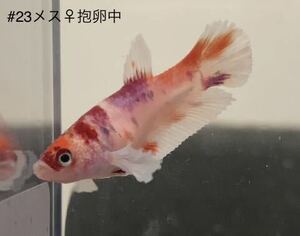 #23 熱帯魚　ベタ　ダンボ　コイ【メス抱卵中 1個】