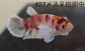 #27 熱帯魚　ベタ　ダンボ　コイ【メス抱卵中 1個】