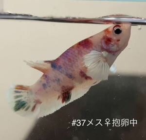 #37 熱帯魚　ベタ　ダンボ　コイ【メス抱卵中 1個】