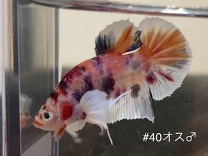 #40 tropical fish betta Dumbo koi[ male 1 piece ]