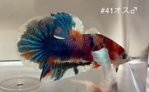 #41 熱帯魚　ベタ　ダンボ　コイ【オス1個】
