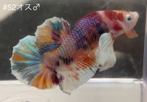 #52 tropical fish betta Dumbo koi[ male 1 piece ]