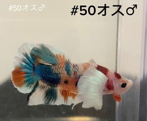 #50 熱帯魚　ベタ　ダンボ　コイ【オス1個】