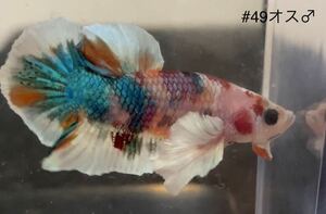 #49 tropical fish betta Dumbo koi[ male 1 piece ]