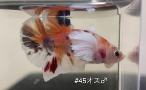 #45 熱帯魚　ベタ　ダンボ　コイ【オス1個】