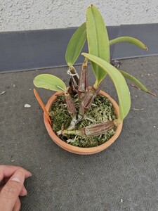 洋蘭 原種 カトレア C.walkeriana　albescens'MariaAmeria'