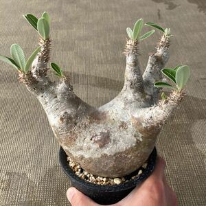 デンシフローラム　デンシフロラム　現地球【以下検索用】塊根植物 パキポディウム Pachypodium グラキリス 