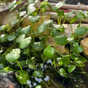 ウォーターコイン　水草　めだかの草　抜き苗　ウチワゼニクサ　ウォーターマッシュルーム