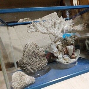  коралл большой средний маленький. 3. аквариум ( стекло )
