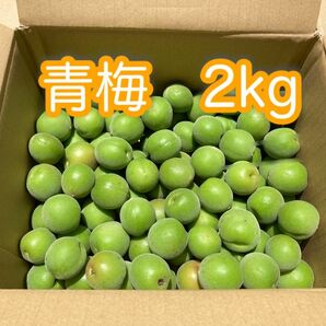 青梅　2.0kg（箱込み）無農薬