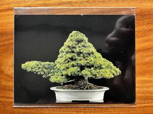 【盆栽の大判Postcard】≪Goyomatsu (Japanese White pine)≫