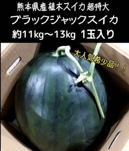 《1スタ!!!!!送料無料◎》 熊本県産 植木スイカ 超特大 ブラックジャックスイカ 約11~13kg 1玉入り 