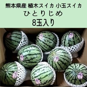 [ free shipping *1 start!] Kumamoto prefecture production plant watermelon small sphere watermelon .....8 sphere entering home use 