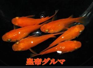 皇帝ダルマメダカ卵20個+aめだか 紅帝