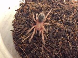 ローズヘアータランチュラ　grammostola rosea