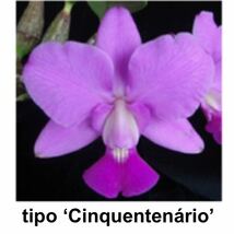 洋蘭原種 ST-195　C. walkeriana tipo 'Cinquentenario' × tipo 'Baron' 未開花苗 Youtube解説あり_画像1