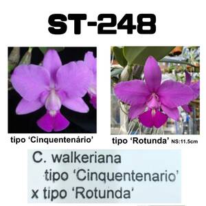 洋蘭原種 ST-248　C. walkeriana tipo 'Cinquentenario' × tipo 'Rotunda' 