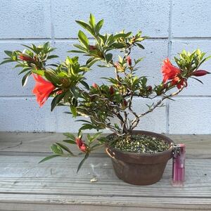  Rhododendron indicum бонсай [...] магазин . остров Satsuki satsuki редкий товар 