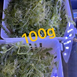 海ブドウ　100g ウミブドウ　海藻　観賞用