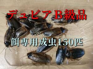 【送料無料・デュビアB級品】訳アリ成虫個体150匹(羽欠け・足欠け・変形個体など) 爬虫類・両生類・大型魚の餌として！