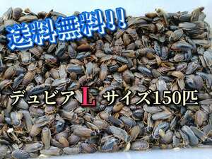 【デュビアＬサイズ】約2.5～3.5㎝前後150匹 (死着保障分＋1割＝計165匹) 中・大型爬虫類・両生類・肉食魚の餌にどうぞ！ 