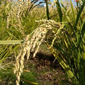 農家直送！農薬・化学肥料・除草剤完全不使用/コシヒカリ 20kg 古米 玄米 精米 真空パック可能