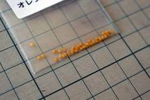 食用ほおずき「オレンジチェリー」種子30粒 ワンコイン500円 _画像3