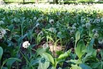 行者にんにく 2023年採り種10g(約900粒) 貴重な山菜を栽培【精選種子】_画像5