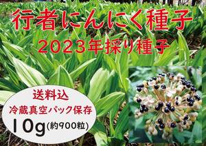 行者にんにく 2023年採り種10g(約900粒) 貴重な山菜を栽培【精選種子】 a