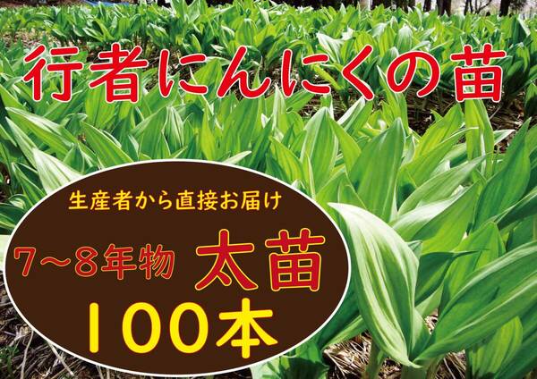 行者ニンニク 7～8年物 太球根苗100株(日々成長中) a